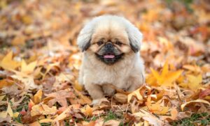 看護師が退職理由にパワハラを挙げる際、嘘は必要なのか？