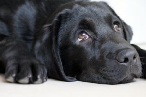 看護師が転職内定後に辞退する際の罪悪感を軽減する方法は？
